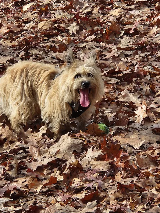 Smithfield Dog Park 8