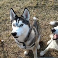 Butler Farm Dog Park ico