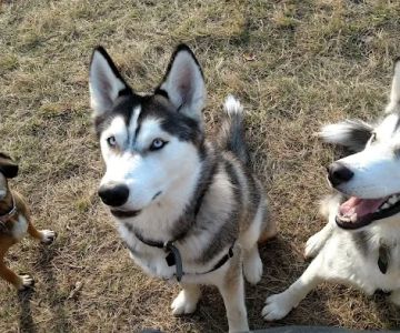 Butler Farm Dog Park