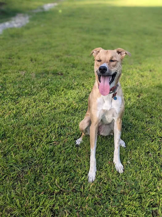 Butler Farm Dog Park 10