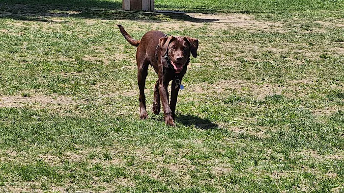 Leicester Bark Park 4
