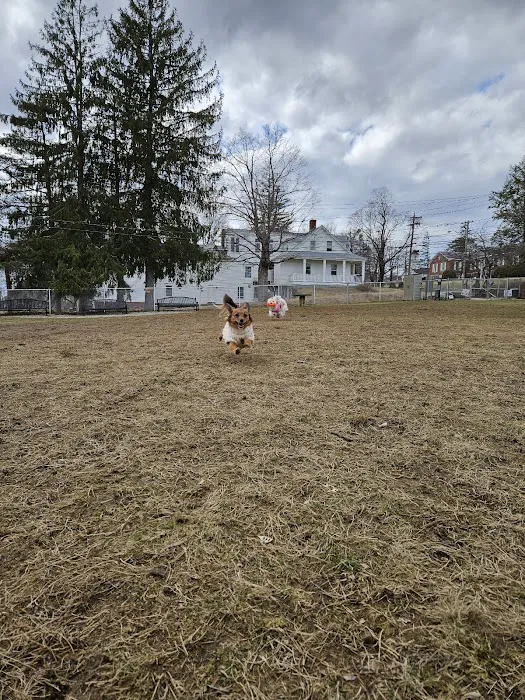 Leicester Bark Park 7