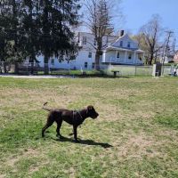 Leicester Bark Park ico