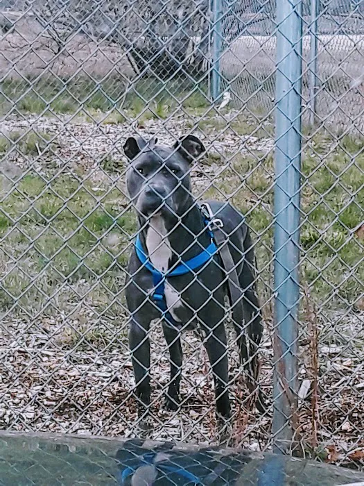North Kingstown Dog Park 9