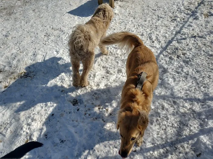 Warwick City Dog Park 2