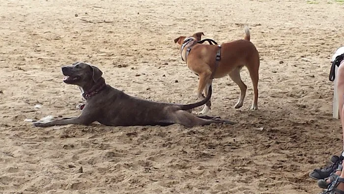 Warwick City Dog Park 7
