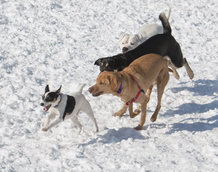 Warwick City Dog Park 9