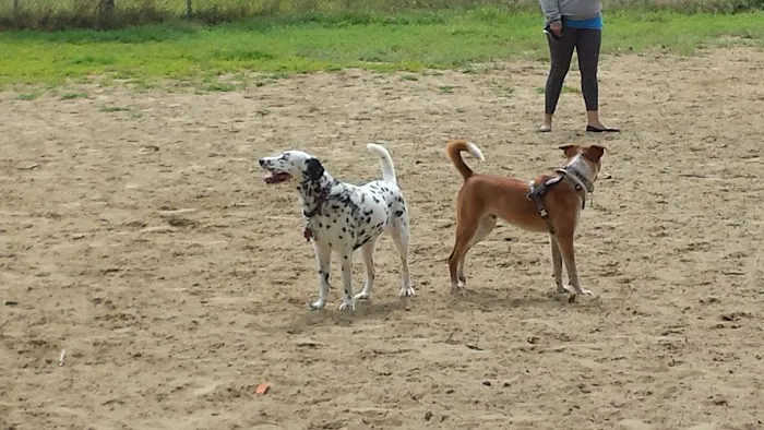 Warwick City Dog Park 4