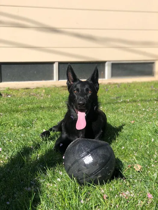 Portsmouth RI Dog Park 1