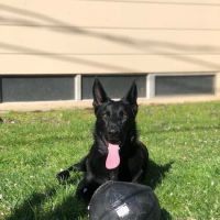 Portsmouth RI Dog Park ico