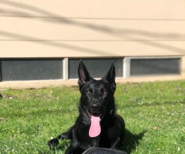 Portsmouth RI Dog Park