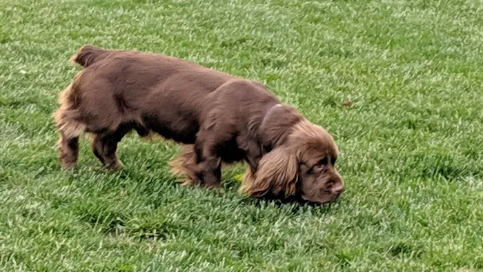 Portsmouth RI Dog Park 6