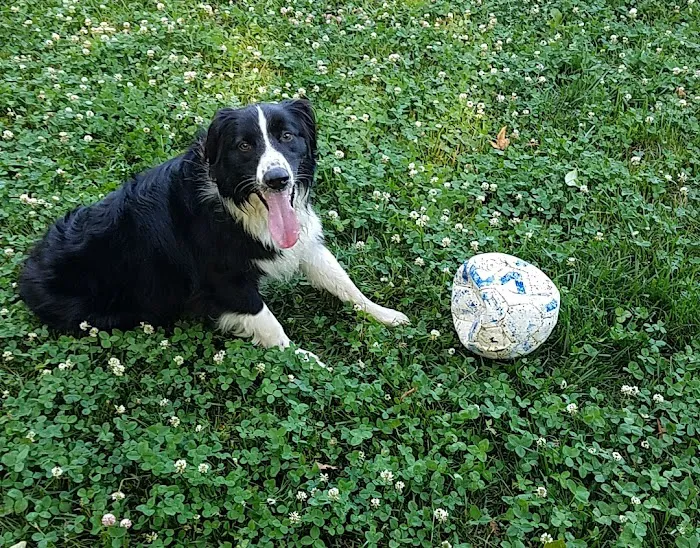 Portsmouth RI Dog Park 5