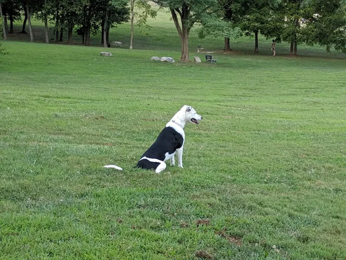 Canine Meadows 10