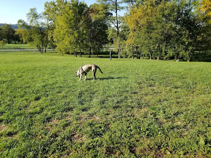 Canine Meadows 7