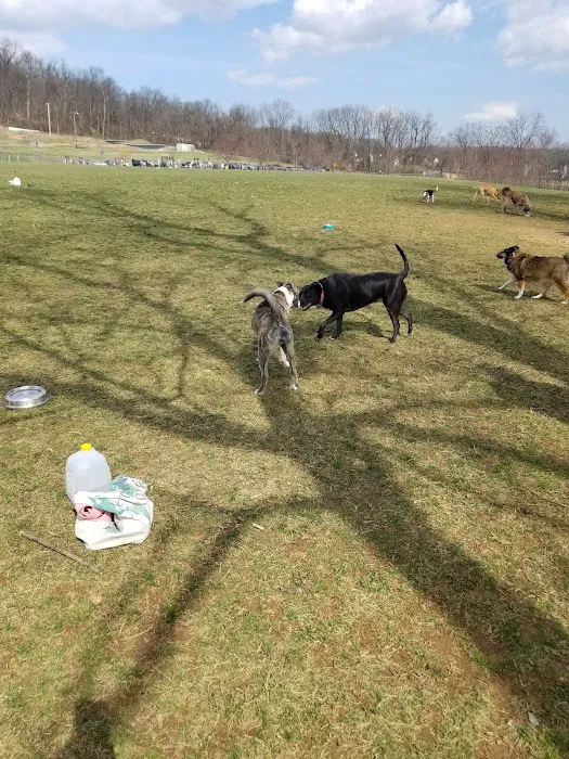 Canine Meadows 3