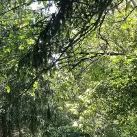 Canine Meadows ico