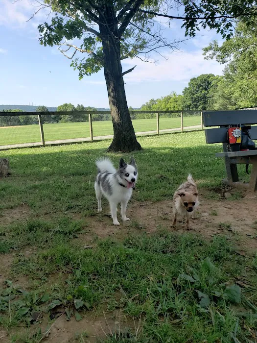 Canine Meadows 6