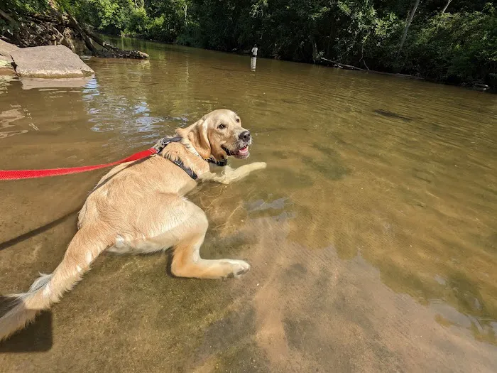 Doggie Dugout-Registration Required 2