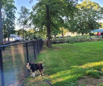 Aberdeen Dog Park