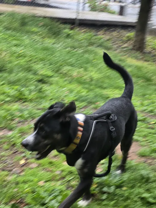 Maryland House Dog Park 1