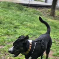 Maryland House Dog Park ico