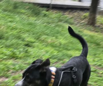 Maryland House Dog Park