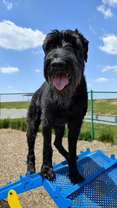 Abingdon Dog Park 2