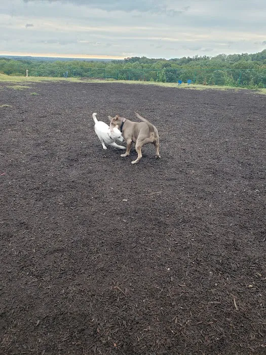 Abingdon Dog Park 7