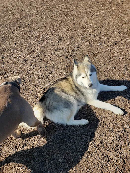 Abingdon Dog Park 8