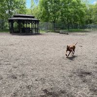 Ma & Pa Dog Park ico