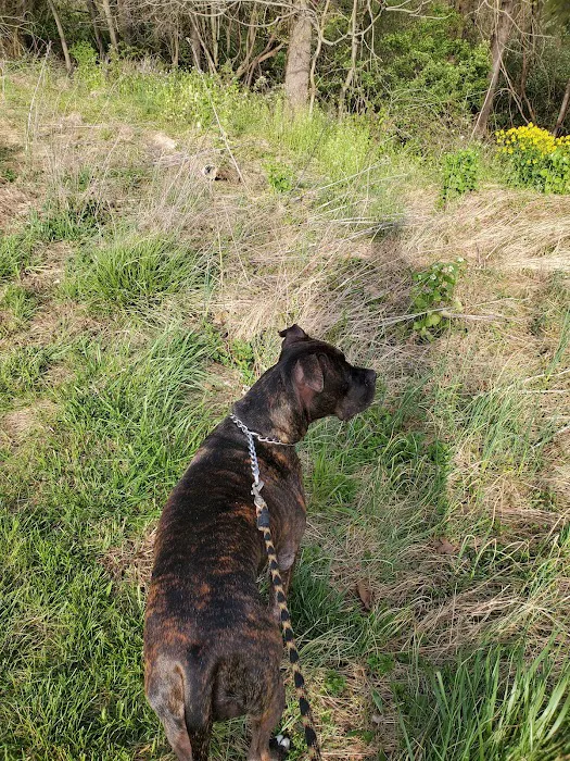 Ma & Pa Dog Park 7