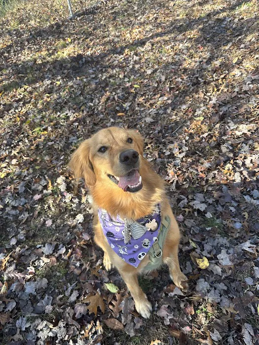 Stark Dog Park 10