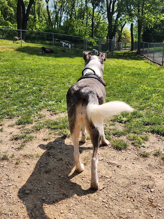 Stark Dog Park 6