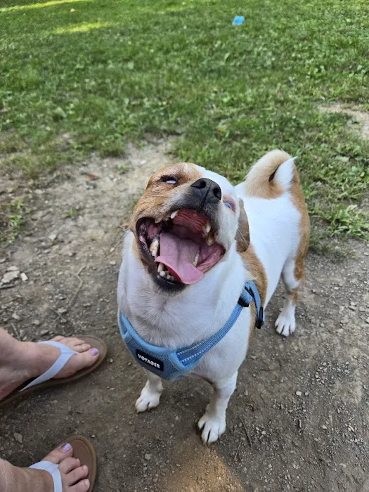 Stark Dog Park 4