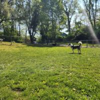 Stark Dog Park ico