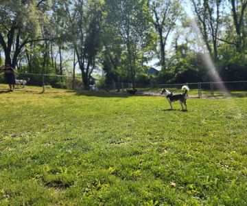 Stark Dog Park