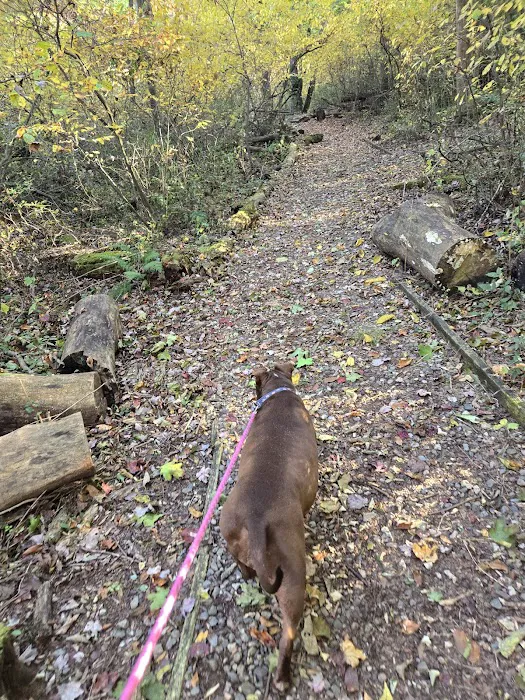 Stark Dog Park 8