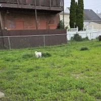 Hamilton Street Dog Park ico