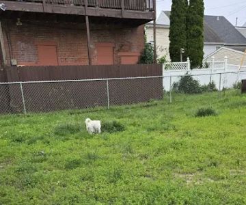 Hamilton Street Dog Park