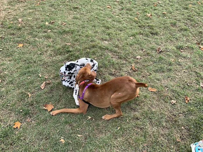 Salisbury Community Dog Park 5