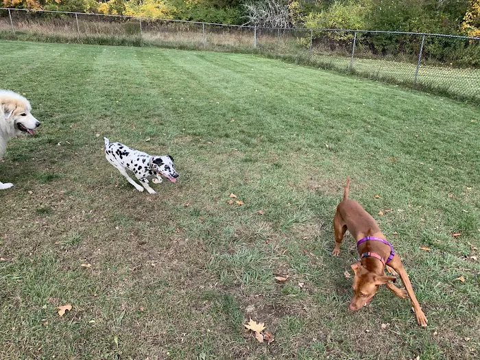 Salisbury Community Dog Park 4