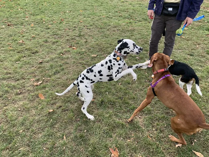 Salisbury Community Dog Park 7
