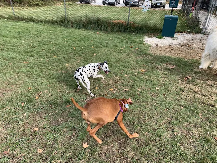 Salisbury Community Dog Park 1