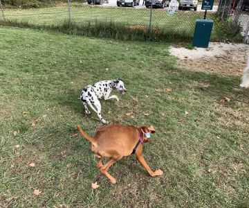 Salisbury Community Dog Park