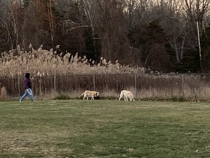Salisbury Community Dog Park 8