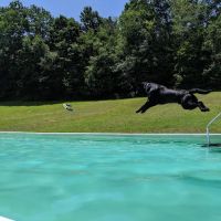 K9 Aqua Sports Club ico