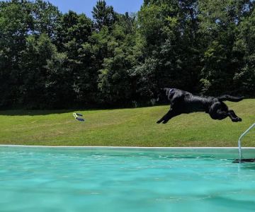 K9 Aqua Sports Club