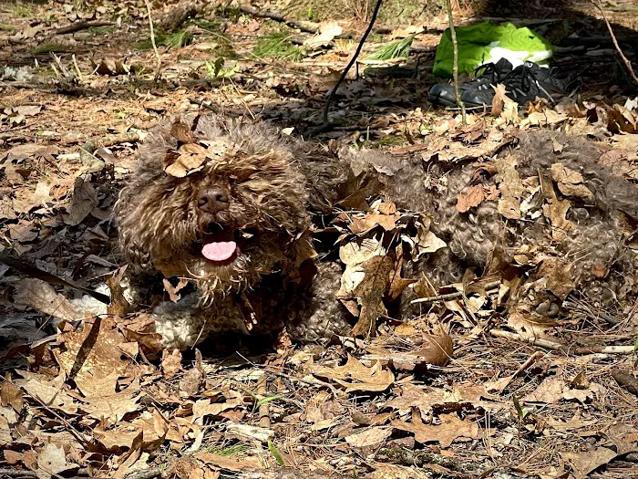 Brattleboro Dog Park 5