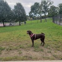 Vernon Hill Dog Park ico